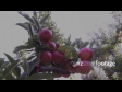 Royal Gala Apples 1 1282